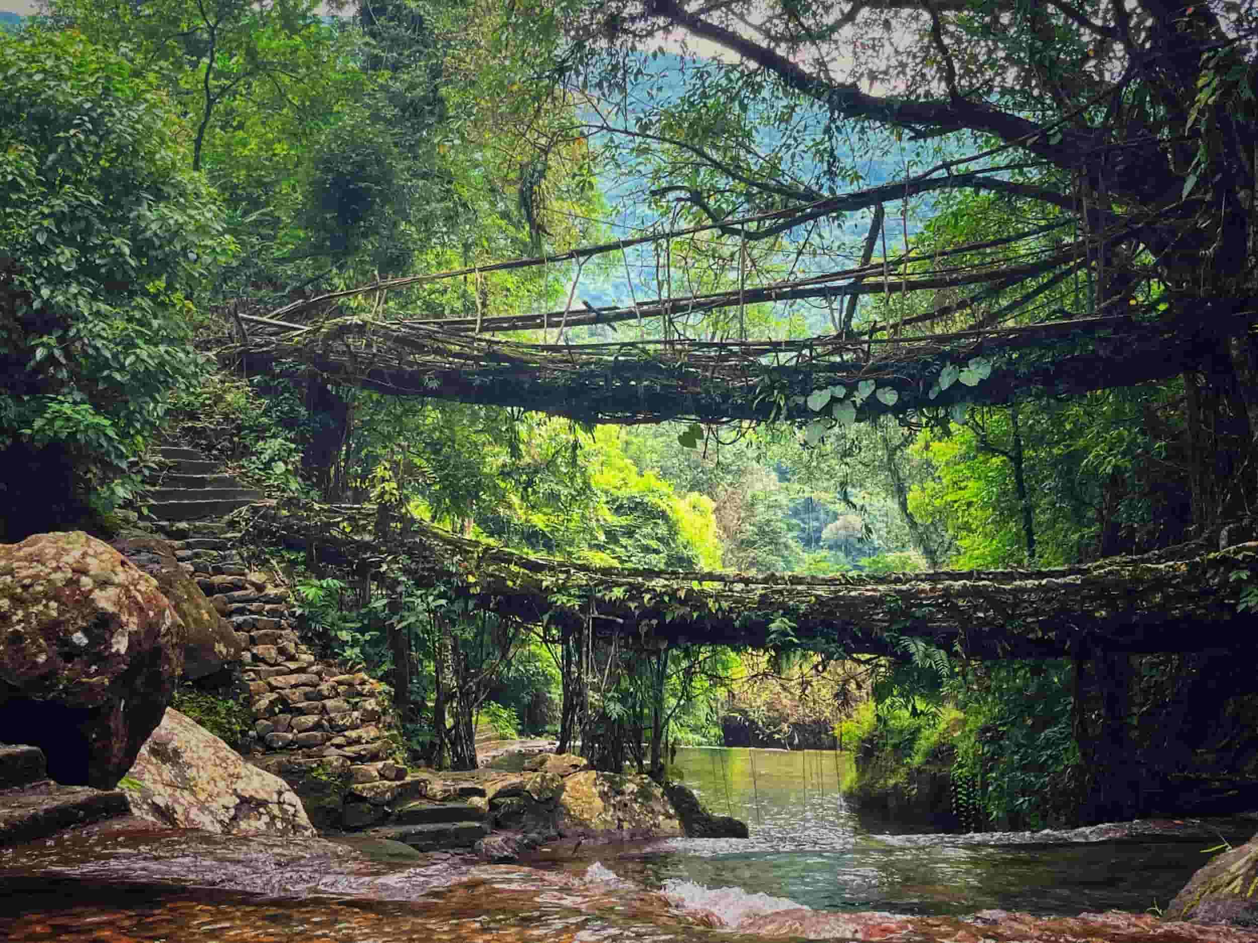 Living Root Bridge